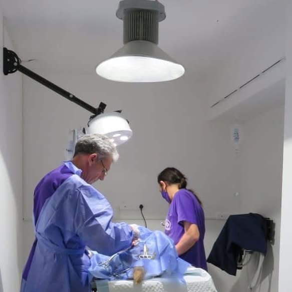 Procedimiento veterinario